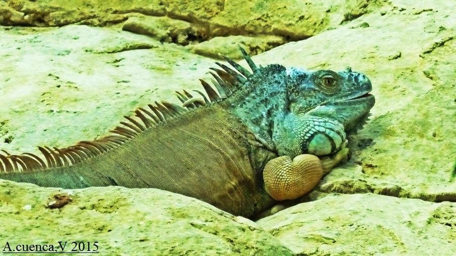 iguana (Antonio Cuenca. vaya) iguana (Antonio Cuenca. vaya)