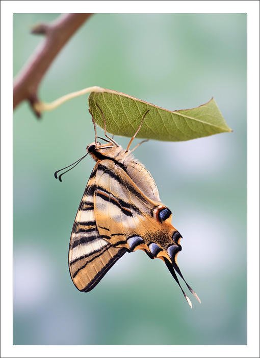 Iphiclides podalirius (Alex Alonso) Iphiclides podalirius (Alex Alonso)