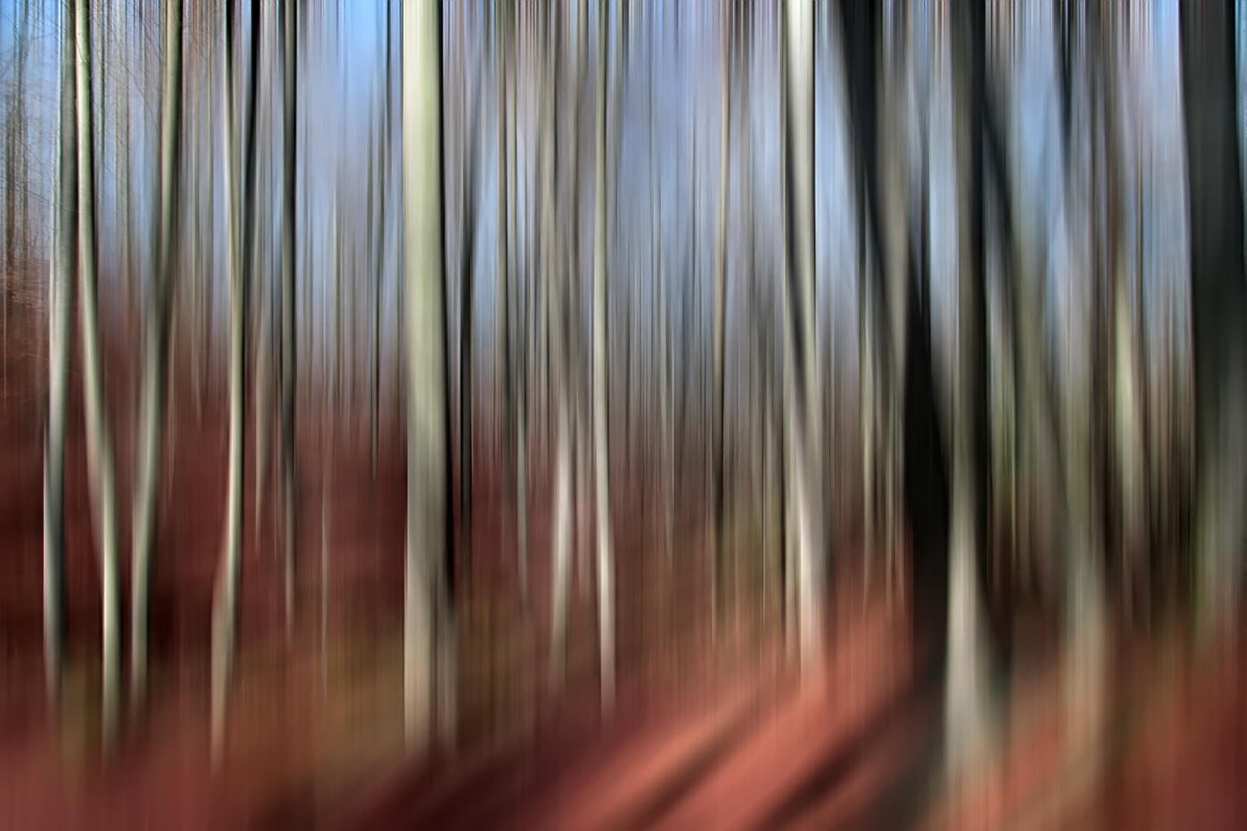 La fageda d´en Jordà III (Miguel Angel Vázquez Márquez) La fageda d´en Jordà III (Miguel Angel Vázquez Márquez)