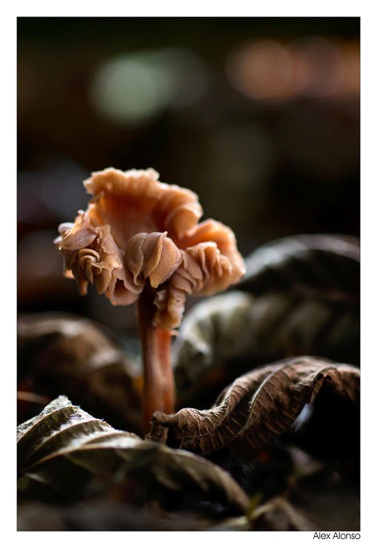 Laccaria laccata (Alex Alonso) Laccaria laccata (Alex Alonso)