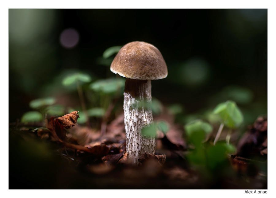 Leccinum sp (Alex Alonso) Leccinum sp (Alex Alonso)