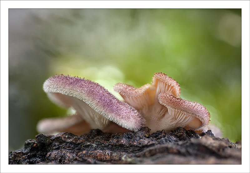 Lentinus strigosus (Alex Alonso) Lentinus strigosus (Alex Alonso)