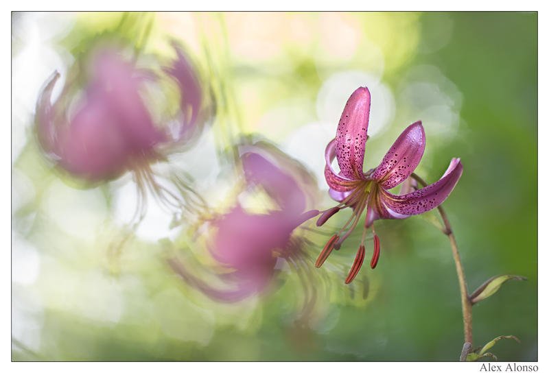 Lilium martagon ( marcolic) cada año acudo a fotografiar estas hermosas flores silvestres. (Alex Alonso) Lilium martagon ( marcolic) cada año acudo a fotografiar estas hermosas flores silvestres. (Alex Alonso)