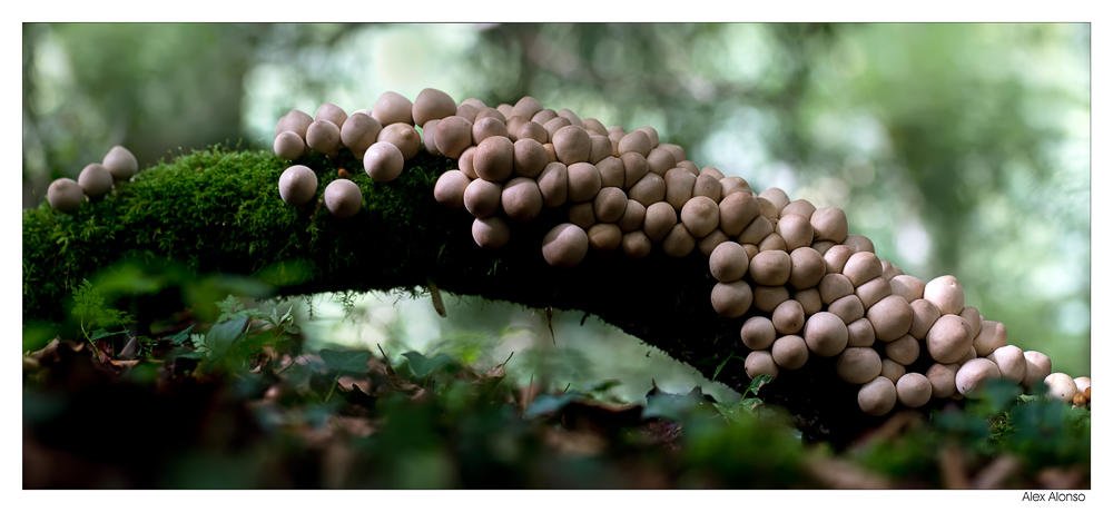 Lycoperdon pyriforme (Alex Alonso) Lycoperdon pyriforme (Alex Alonso)