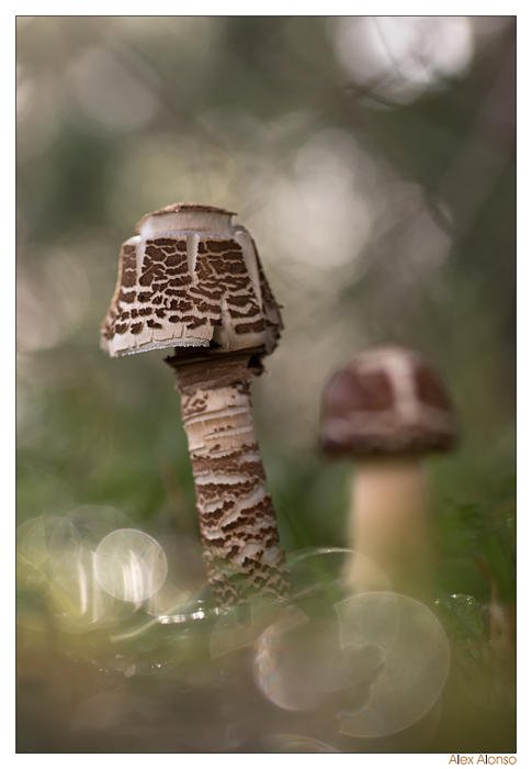 Macrolepiota procera (Alex Alonso) Macrolepiota procera (Alex Alonso)