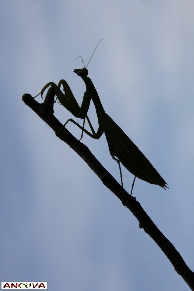 mantis en negativo. (Antonio Cuenca. vaya) mantis en negativo. (Antonio Cuenca. vaya)
