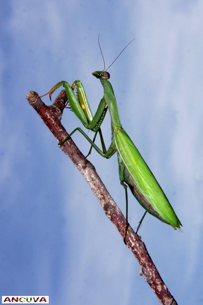 mantis en positivo. (Antonio Cuenca. vaya) mantis en positivo. (Antonio Cuenca. vaya)