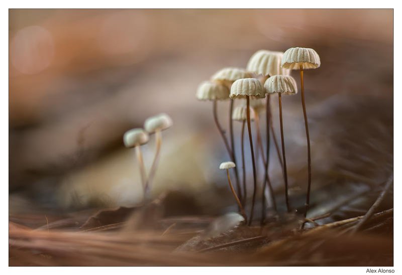 Marasmius rótula (Alex Alonso) Marasmius rótula (Alex Alonso)