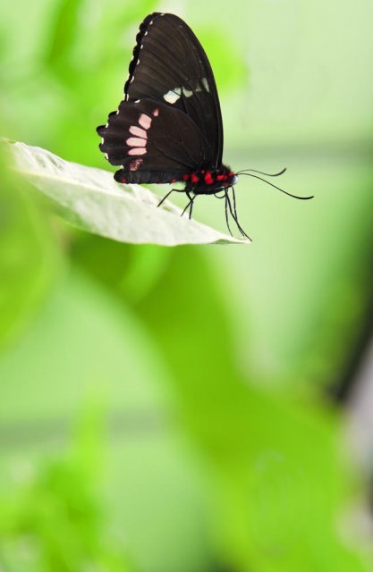 Mariposa.
