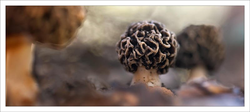 Morchella esculenta (Alex Alonso) Morchella esculenta (Alex Alonso)