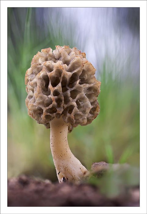 Morchella rotunda (Alex Alonso) Morchella rotunda (Alex Alonso)