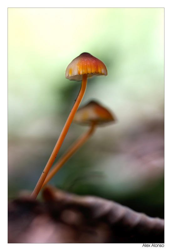 Mycena crocata (Alex Alonso) Mycena crocata (Alex Alonso)