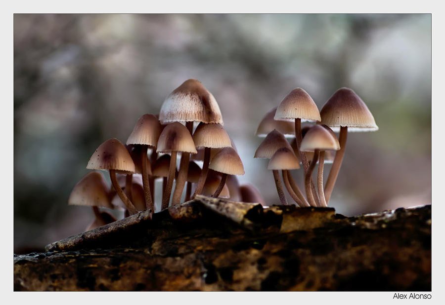 Mycena haematopus (Alex Alonso) Mycena haematopus (Alex Alonso)