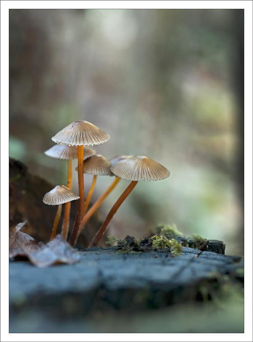 Mycena inclinata (Alex Alonso) Mycena inclinata (Alex Alonso)