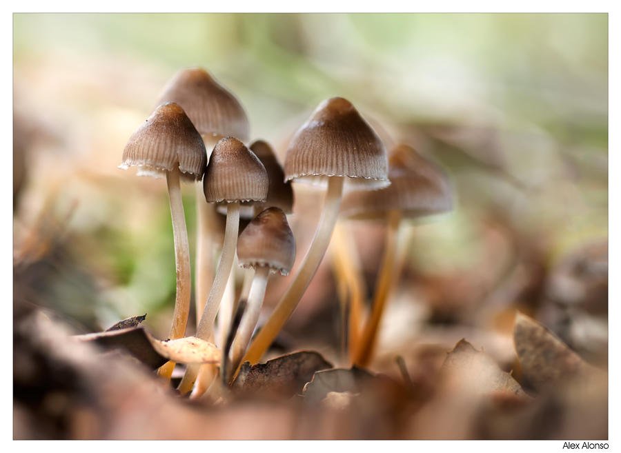 Mycena inclinata (Alex Alonso) Mycena inclinata (Alex Alonso)