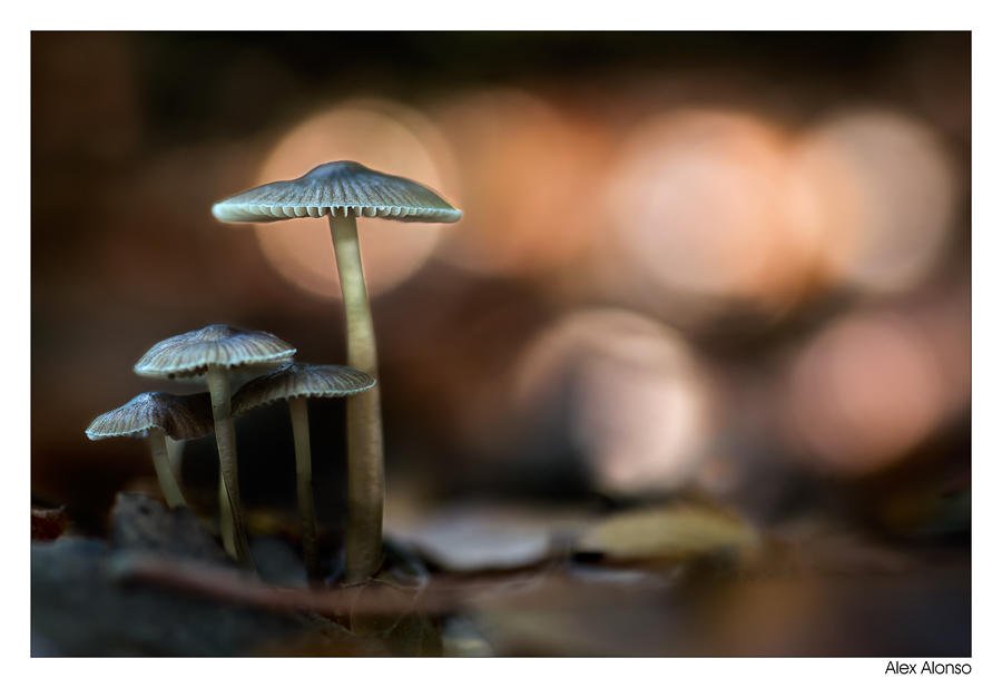 Mycena sp (Alex Alonso) Mycena sp (Alex Alonso)