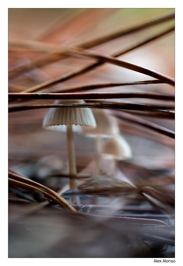 Mycena vulgaris (Alex Alonso) Mycena vulgaris (Alex Alonso)