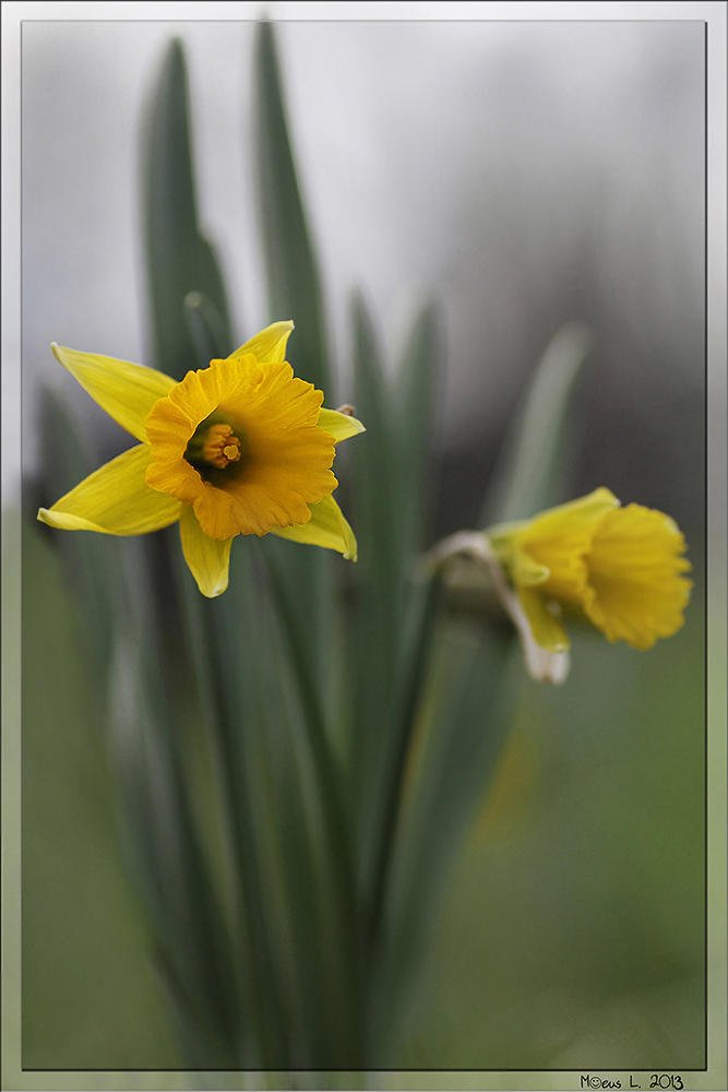 Narcisos (María Jesús López B.) Narcisos (María Jesús López B.)