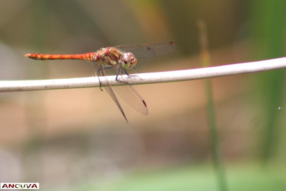 odonata. (Antonio Cuenca. vaya) odonata. (Antonio Cuenca. vaya)