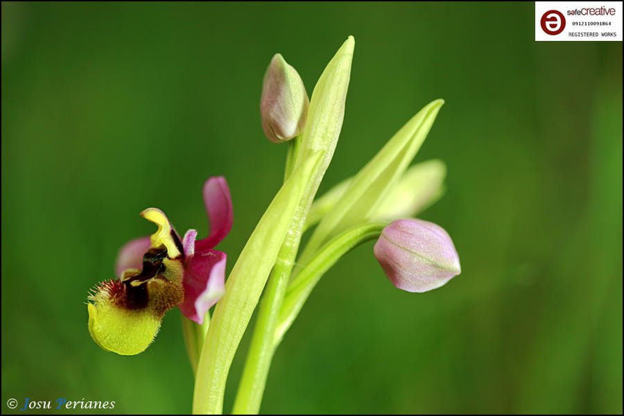 Ophrys Tenthredinifera (Josu Perianes) Ophrys Tenthredinifera (Josu Perianes)