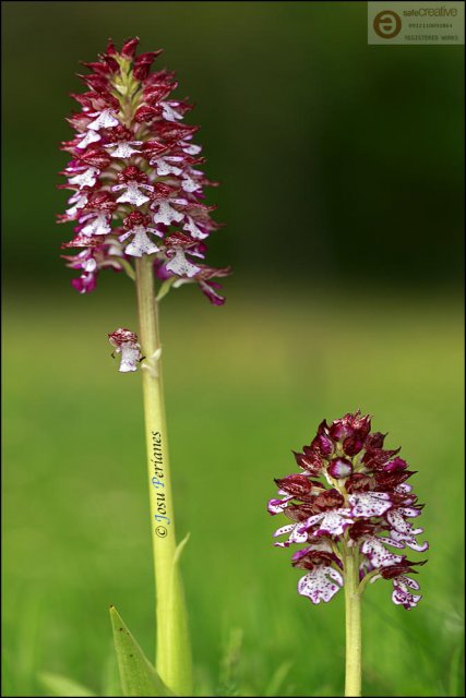 Orchis purpurea