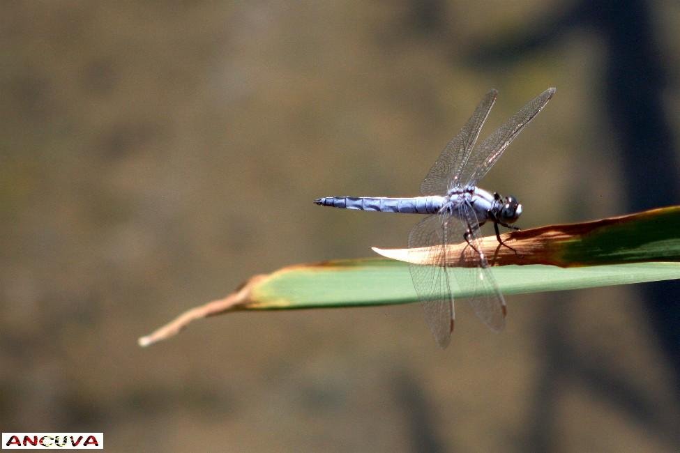 orthetrum brunneum. (Antonio Cuenca. vaya) orthetrum brunneum. (Antonio Cuenca. vaya)