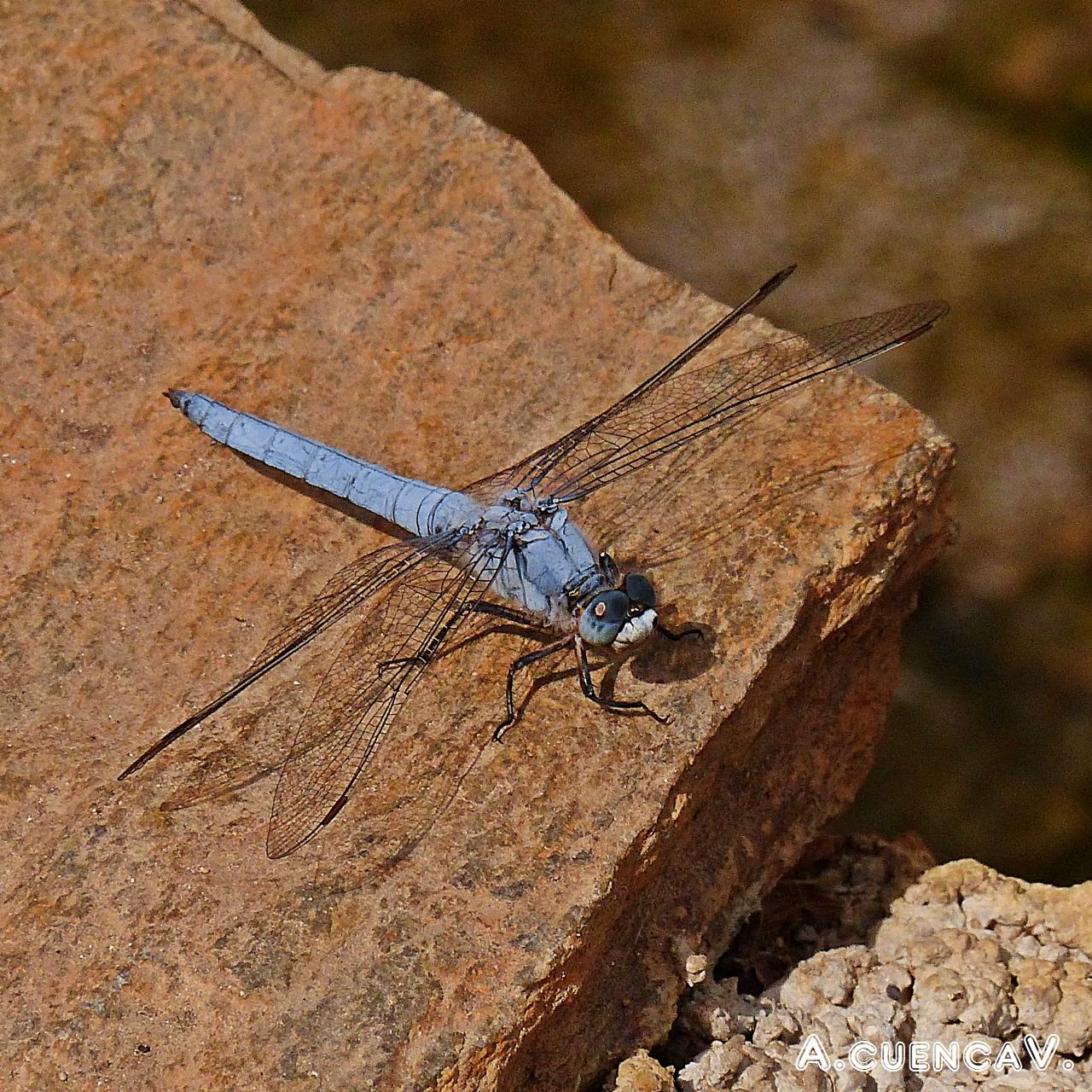 Orthetrum Brunneum. (Antonio Cuenca. vaya) Orthetrum Brunneum. (Antonio Cuenca. vaya)