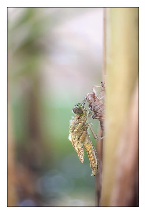 Orthetrum cancellatum (Alex Alonso) Orthetrum cancellatum (Alex Alonso)