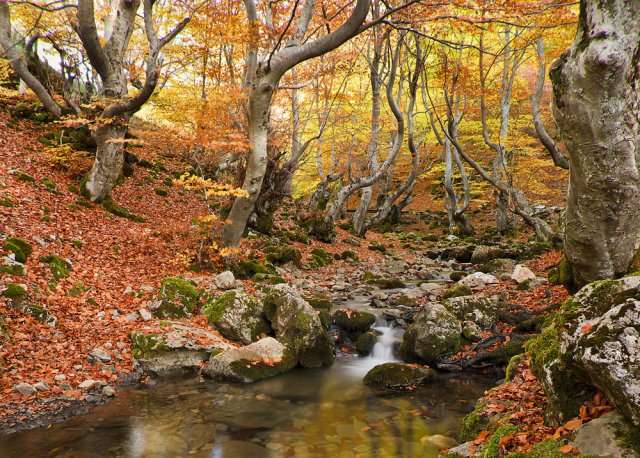 Otoño en el hayedo.