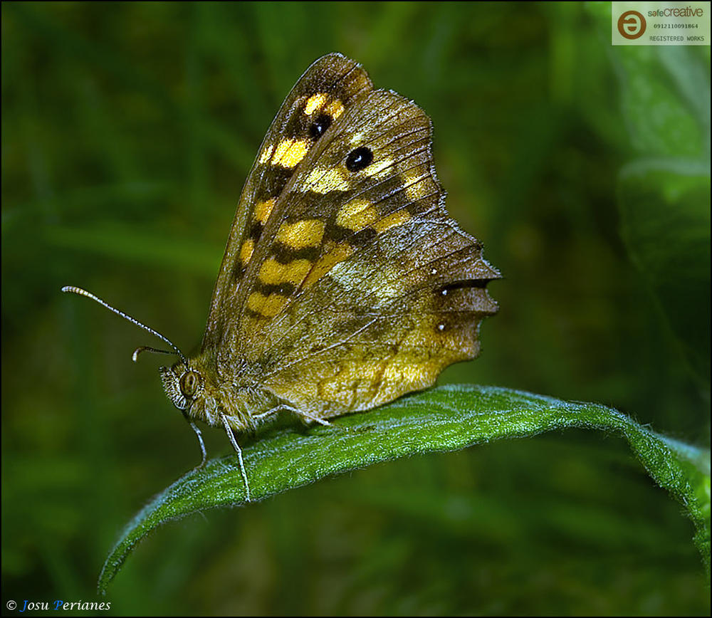 Pararge aegeria (Josu Perianes) Pararge aegeria (Josu Perianes)