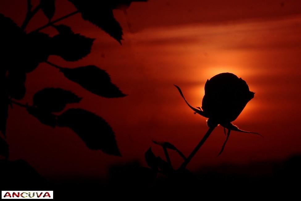 rosa al amanecer, (Antonio Cuenca. vaya) rosa al amanecer, (Antonio Cuenca. vaya)