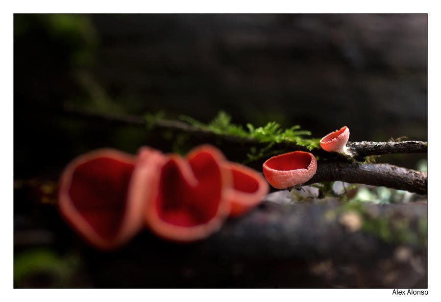 Sarcoscypha Coccinea (Alex Alonso) Sarcoscypha Coccinea (Alex Alonso)