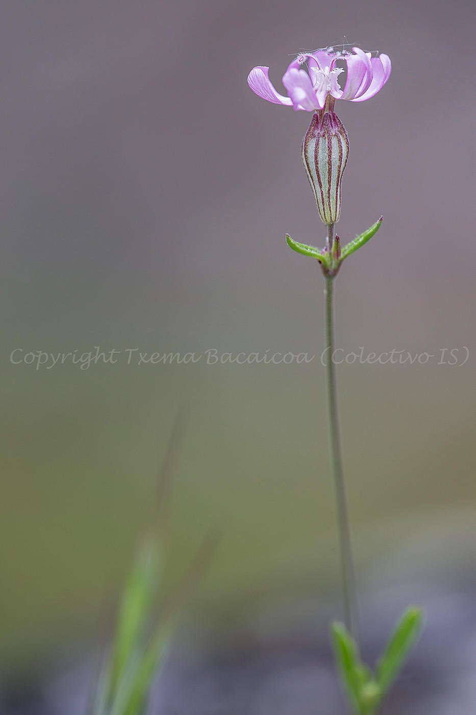 Silene en vertical (Txema Bacaicoa (Colectivo IS)) Silene en vertical (Txema Bacaicoa (Colectivo IS))