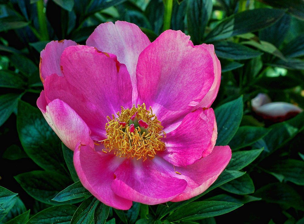 Galería de fotografías sobre #peonia-salvaje