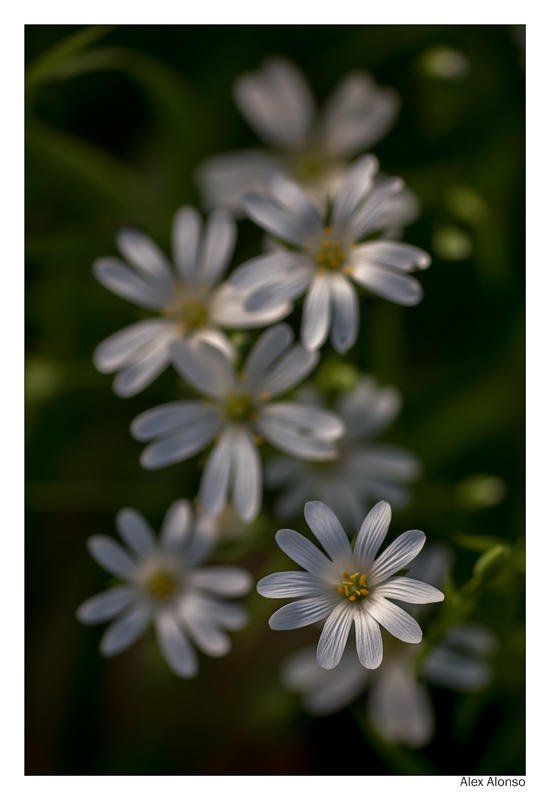 Stellaria holostea (Alex Alonso) Stellaria holostea (Alex Alonso)