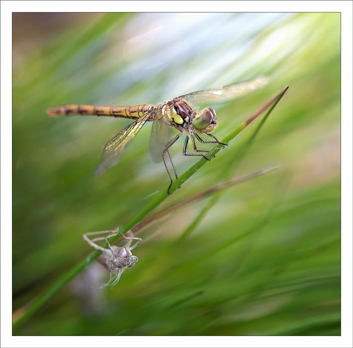 Sympetrum fonscolombii (Alex Alonso) Sympetrum fonscolombii (Alex Alonso)
