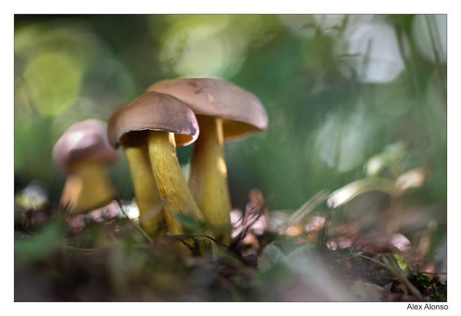 Tricholoma bufonium (Alex Alonso) Tricholoma bufonium (Alex Alonso)