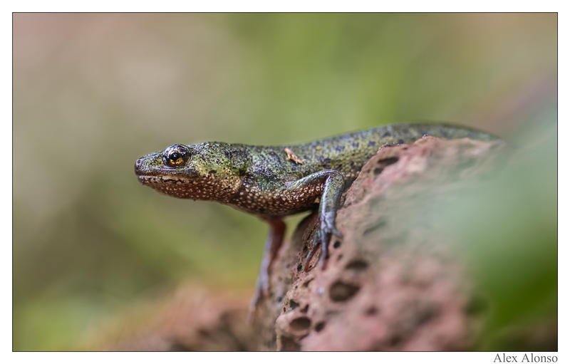 Triturus marmoratus (Alex Alonso) Triturus marmoratus (Alex Alonso)