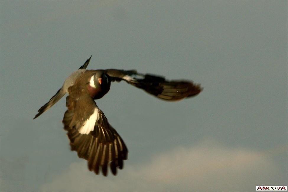 vuelo. (Antonio Cuenca. vaya) vuelo. (Antonio Cuenca. vaya)