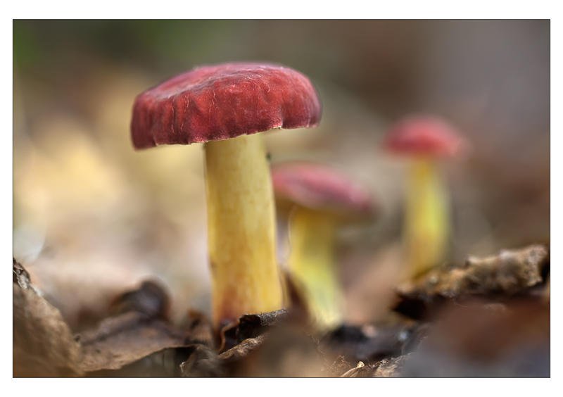 Xerocomus rubellus (Alex Alonso) Xerocomus rubellus (Alex Alonso)