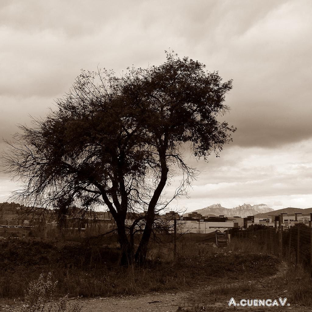Y al fondo Montserrat. (Antonio Cuenca. vaya) Y al fondo Montserrat. (Antonio Cuenca. vaya)